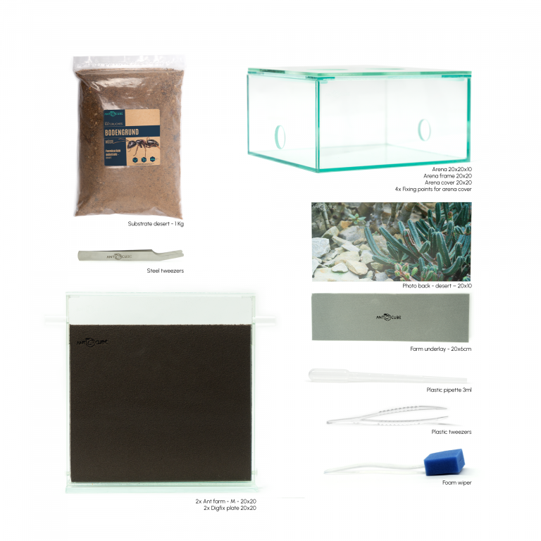 Bundle Offer - Messor barbarus